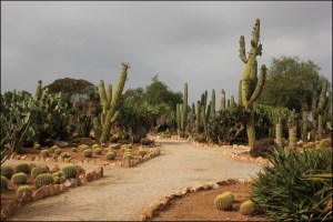 Mallorca Kaktus